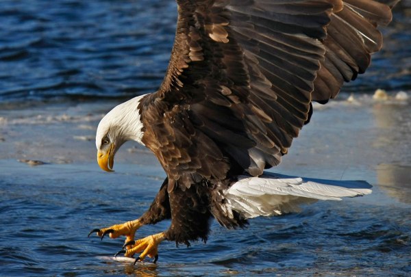 17-bald-eagle-fishing